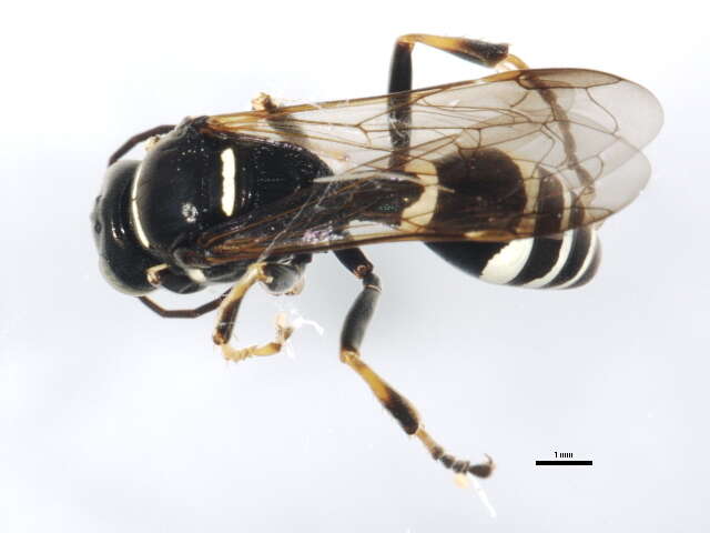 Image of Gorytes atricornis Packard 1867