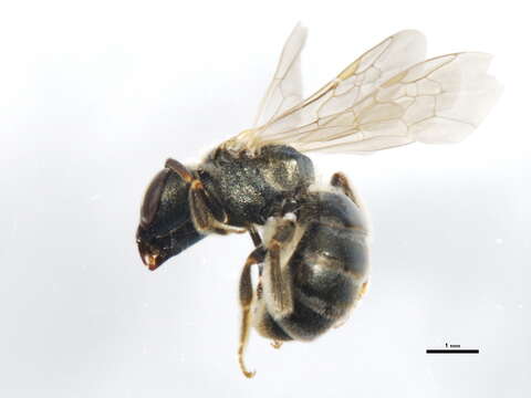 Image of Halictus confusus Smith 1853