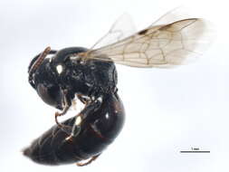 Image of Hylaeus affinismodestus