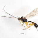 Image of Mesochorus ottawaensis (Harrington 1892)