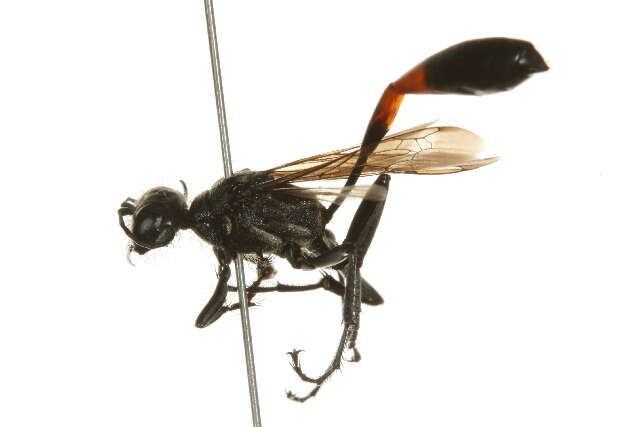 Image of Ammophila