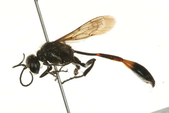 Слика од Ammophila urnaria Dahlbom 1843