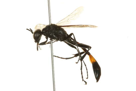 Слика од Ammophila urnaria Dahlbom 1843