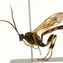 Image of Ichneumon computatorius Muller 1776