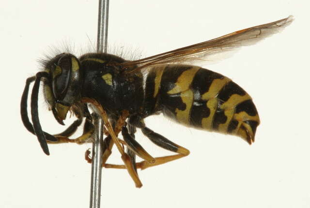 Image de Vespula alascensis Packard 1870