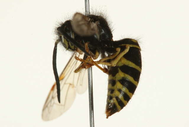 Image of Forest Yellowjacket