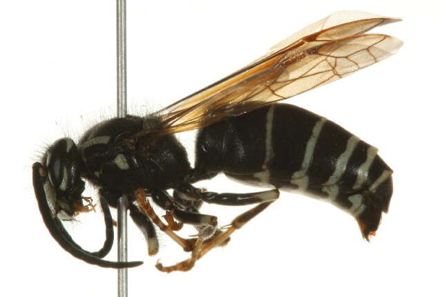 Image of Dolichovespula adulterina (Buysson 1905)