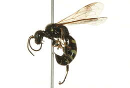 Image of Gorytes atricornis Packard 1867