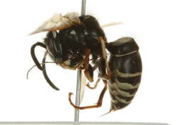 Image de Vespula consobrina (de Saussure 1854)