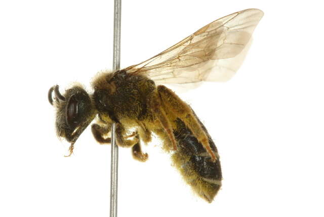 Image of Orange-legged furrow bee