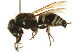 Image of wasp