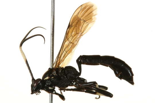 Слика од Stenichneumon militarius (Thunberg 1822)