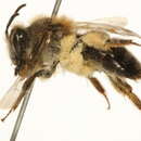 Image of Andrena rufosignata Cockerell 1902
