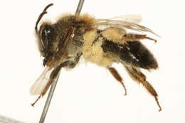 Image of Andrena rufosignata Cockerell 1902