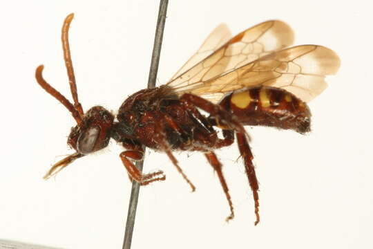 Image of Nomada depressa Cresson 1863