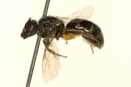 Image de Lasioglossum laevissimum (Smith 1853)