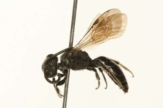 Imagem de Sphecodes autumnalis Mitchell 1956