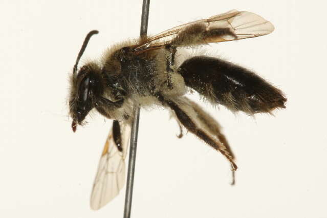 Image of Andrena rufosignata Cockerell 1902