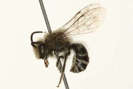 Imagem de Colletes simulans Cresson 1868