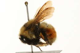 Image of Red-belted Bumble Bee