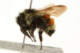 Image of Tricolored Bumble Bee