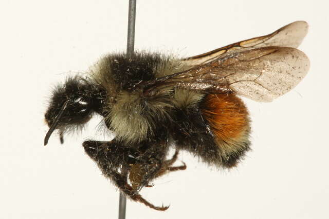 Image of Tricolored Bumble Bee