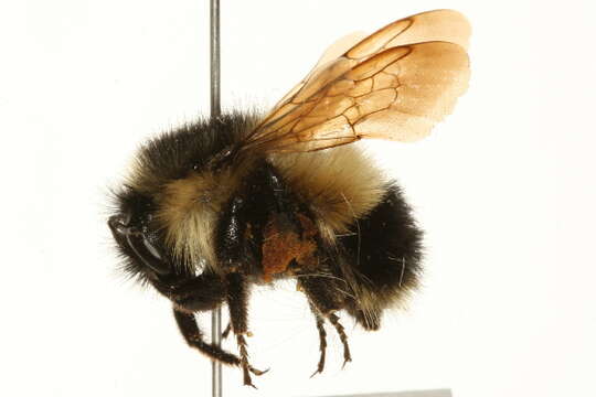 Image of Bombus vagans bolsteri Franklin 1913