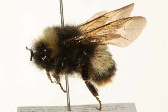 Image of Yellow-banded Bumblebee