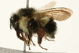 Image of Bombus vagans bolsteri Franklin 1913