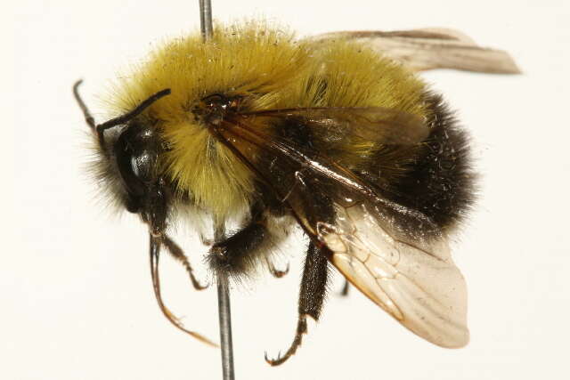 Слика од Bombus perplexus Cresson 1864