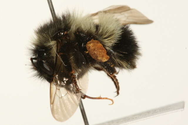 Image of Bombus vagans bolsteri Franklin 1913