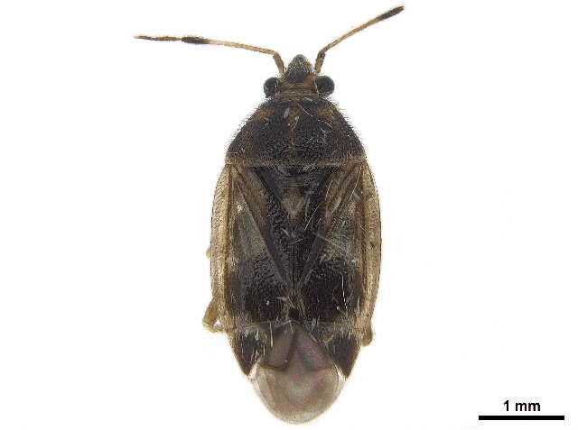 Image of Eurychilopterella