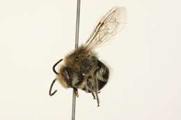 Imagem de Colletes simulans Cresson 1868