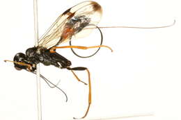 Image of aulacid wasps