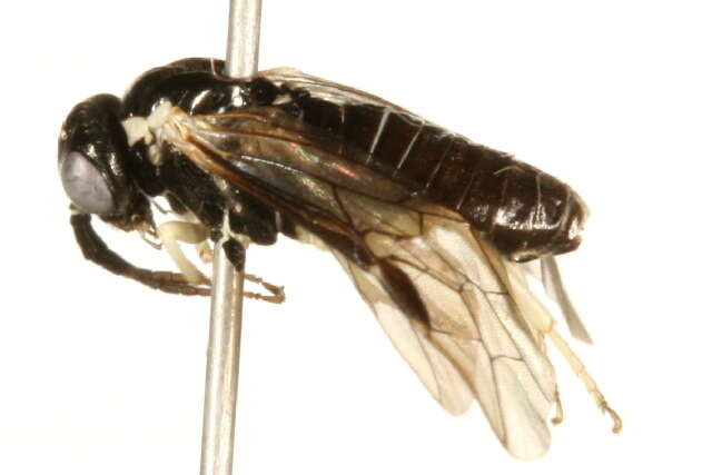 Image of <i>Aneugmenus flavipes</i>