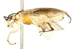 Image of Nematus poecilonotus