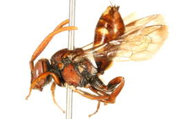 Image of Nomada perplexa Cresson 1863