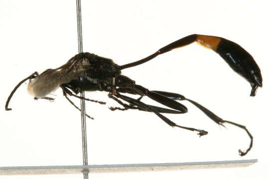 Слика од Ammophila urnaria Dahlbom 1843