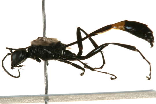 Слика од Ammophila urnaria Dahlbom 1843