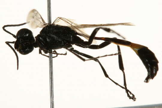 Слика од Ammophila urnaria Dahlbom 1843