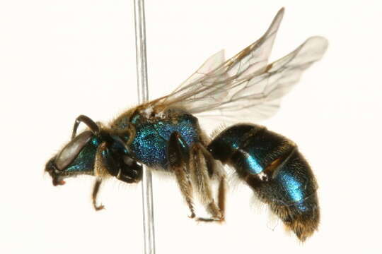 Image of Golden Sweat Bee