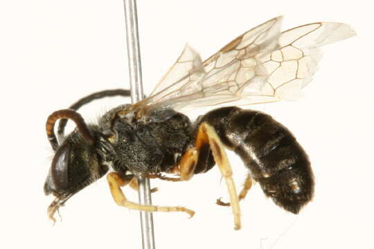 Image of Halictus confusus Smith 1853