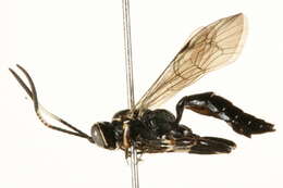 Image of Coelichneumon navus (Say 1835)