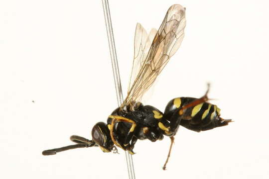 Image of Ceropales maculata fraterna Smith 1855