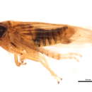 Plancia ëd <i>Amblysellus villicus</i>