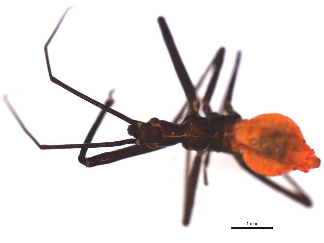 Image of Wheel Bug