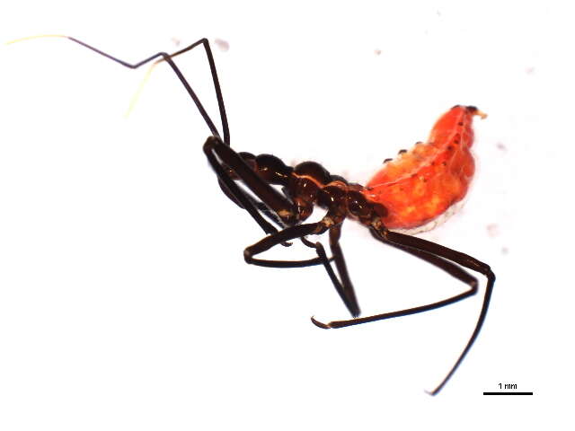 Image of Wheel Bug