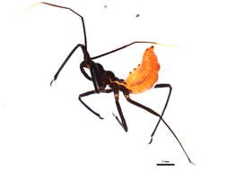 Image of Wheel Bug