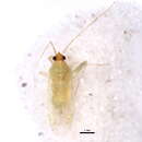 Image of Phytocoris consors Van Duzee 1918