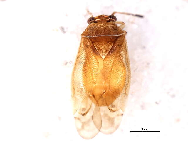 Tropidosteptes vittifrons (Knight 1929)的圖片